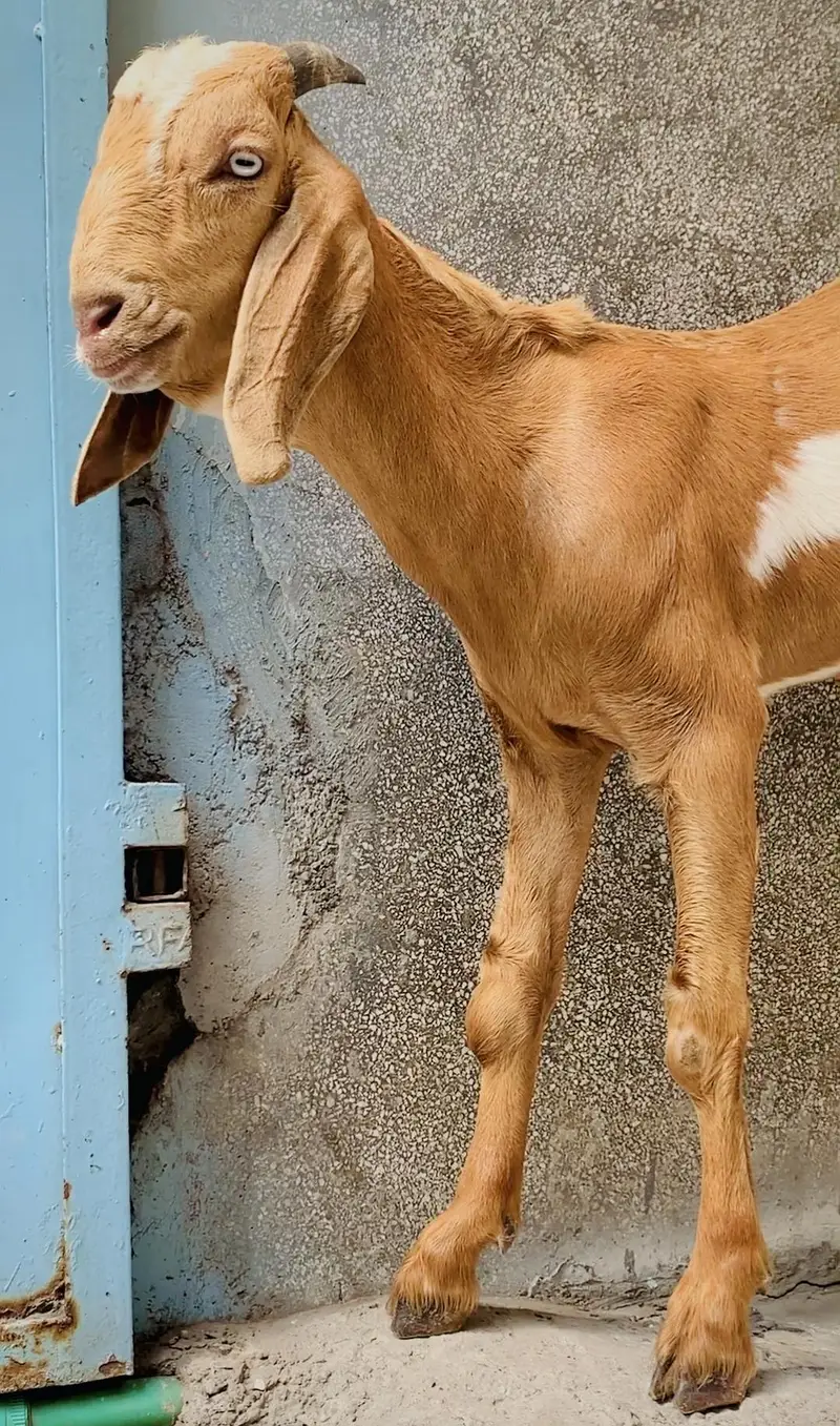desi bkra age 4 month — photo 3