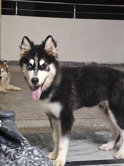 Siberian Husky woolly coat male puppy | Husky puppy | woolly husky |