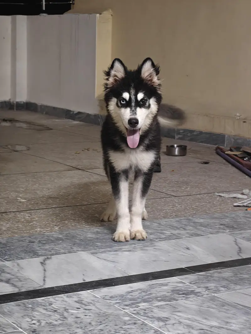 Siberian Husky woolly coat male puppy | Husky puppy | woolly husky | — photo 2