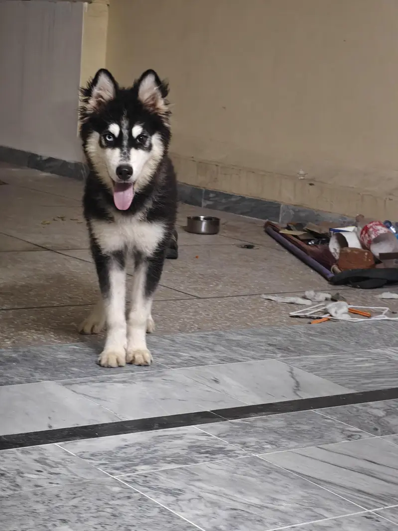 Siberian Husky woolly coat male puppy | Husky puppy | woolly husky | — photo 3