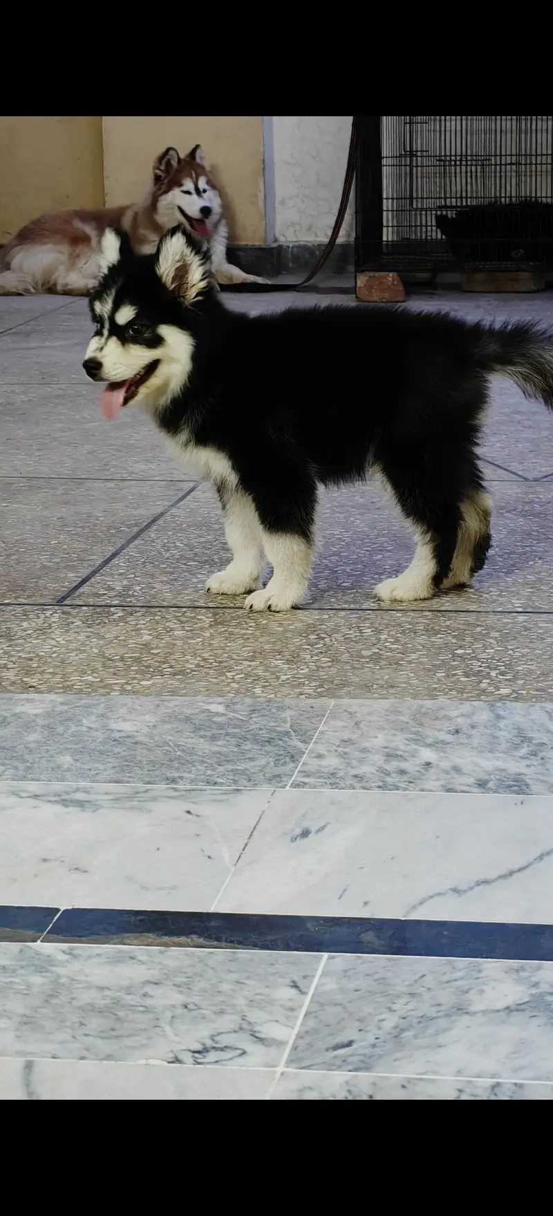 Siberian Husky woolly coat male puppy | Husky puppy | woolly husky | — photo 4