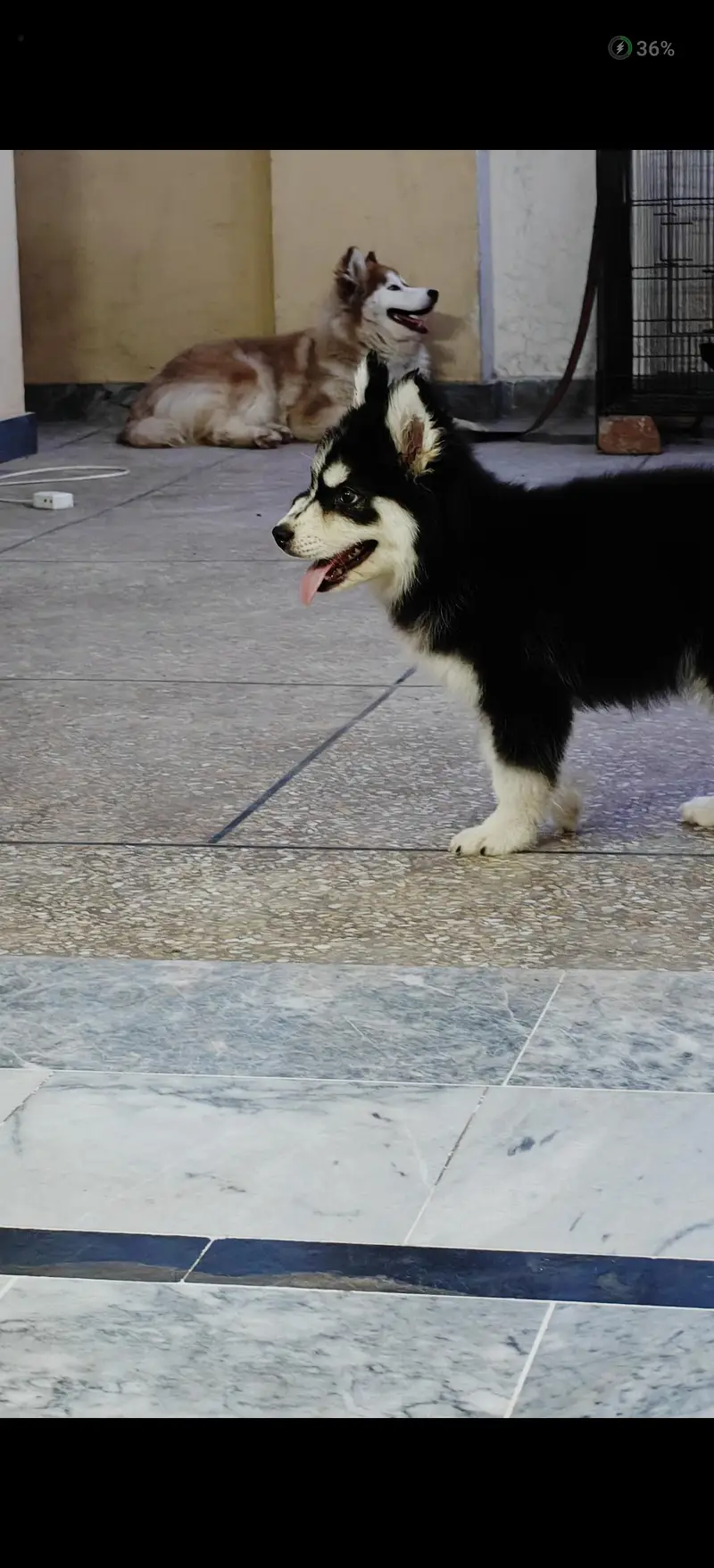 Siberian Husky woolly coat male puppy | Husky puppy | woolly husky | — photo 5