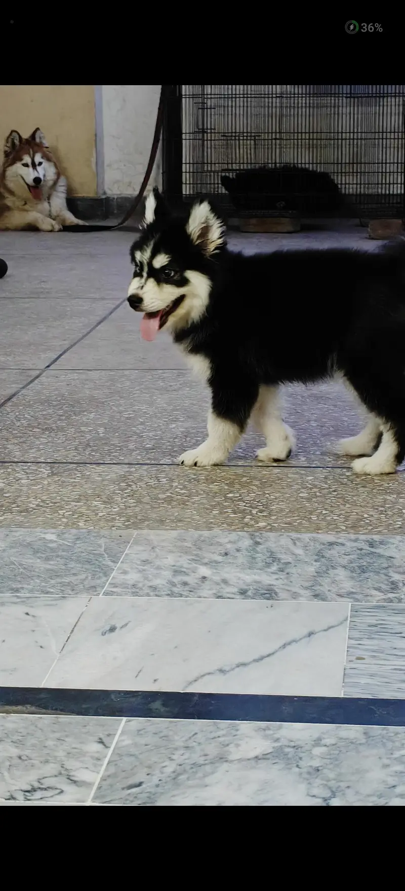 Siberian Husky woolly coat male puppy | Husky puppy | woolly husky | — photo 6