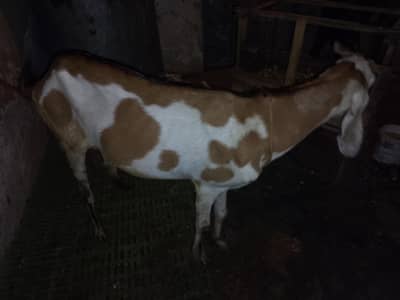 Desi bakri
