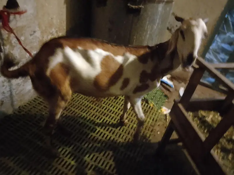 Desi bakri — photo 2