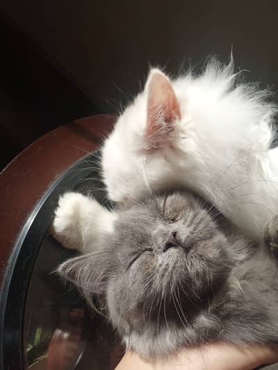 6 months Persian Kittens Pair Available for sale
