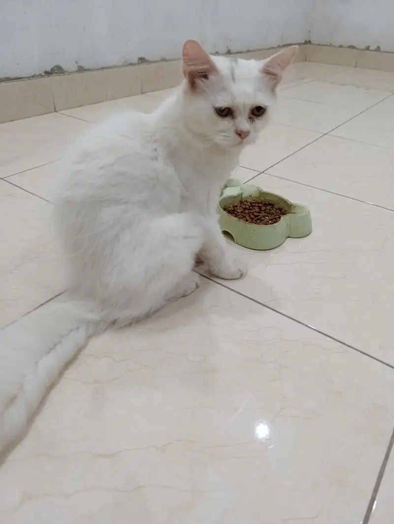 6 months Persian Kittens Pair Available for sale — photo 2