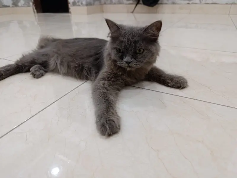 6 months Persian Kittens Pair Available for sale — photo 3