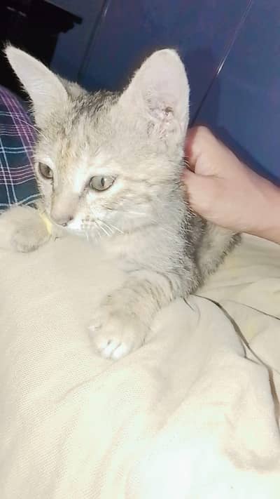 Domestic short hair kitten