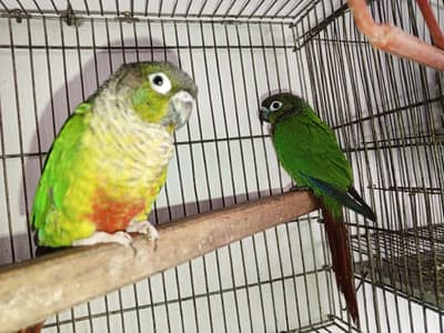 green chick conure