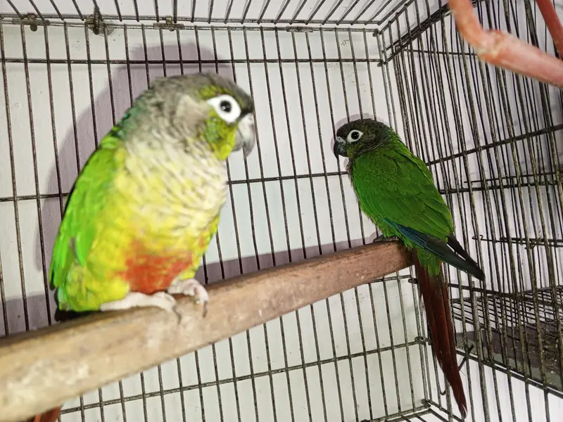 green chick conure — photo 2