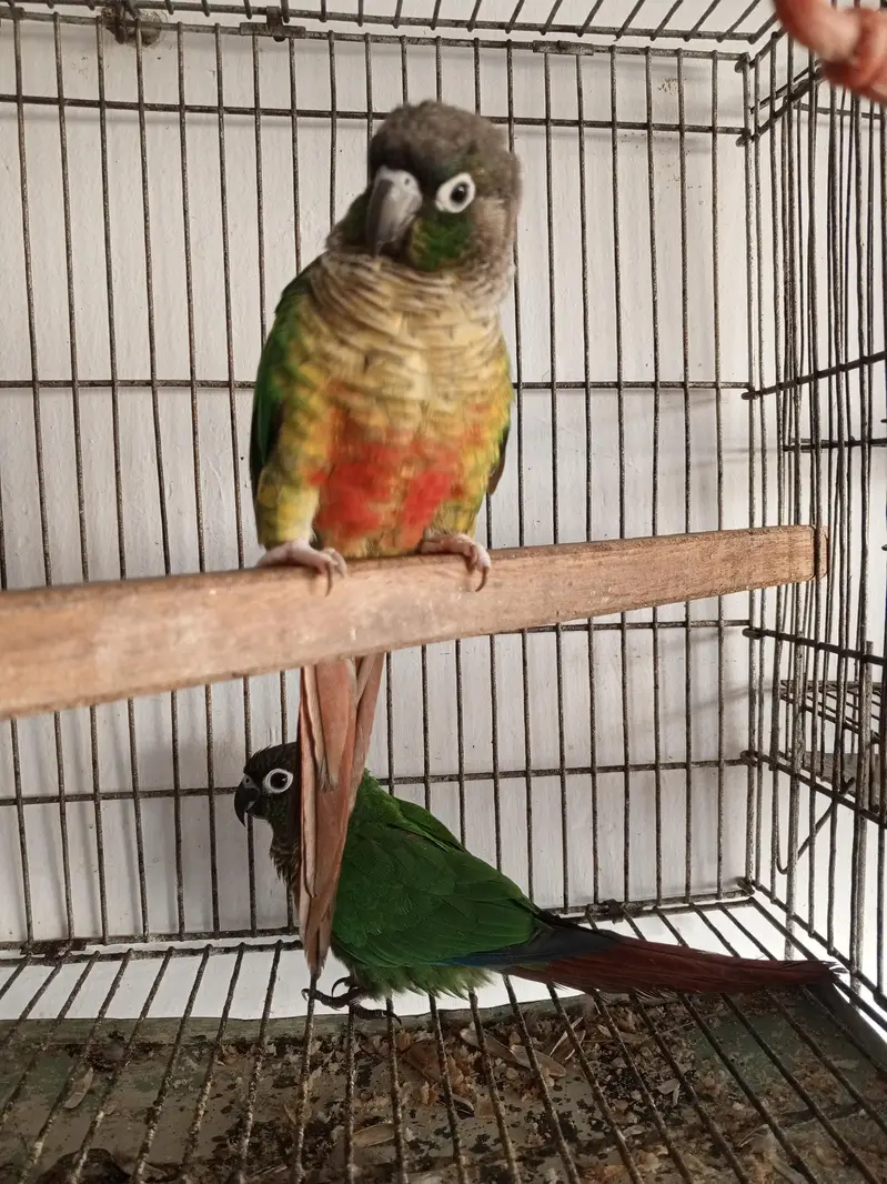 green chick conure — photo 3