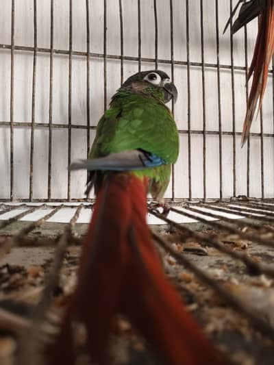 green chick conure
