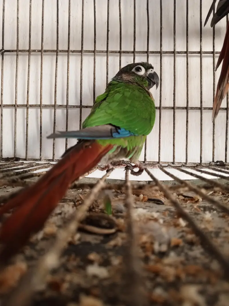 green chick conure — photo 5