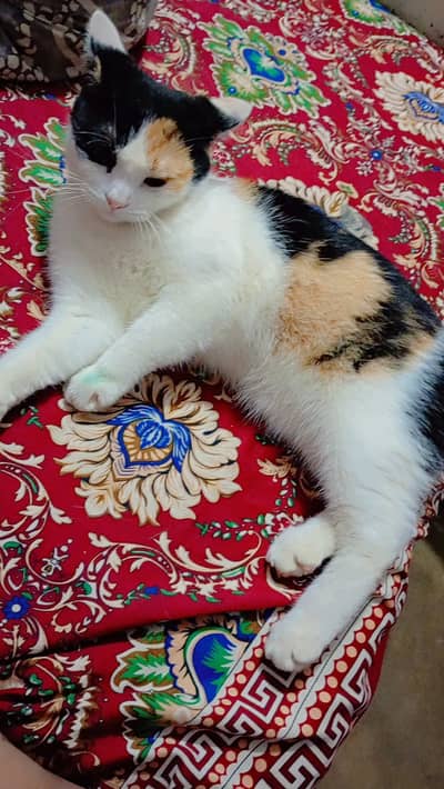 cat baby for urgent sale