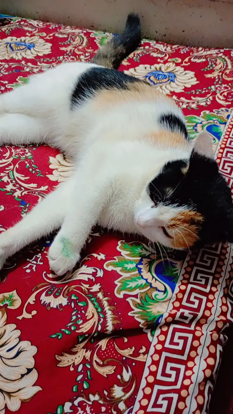 cat baby for urgent sale — photo 2
