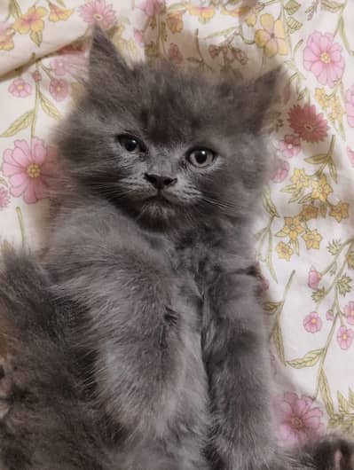 Persian kitten available for sale