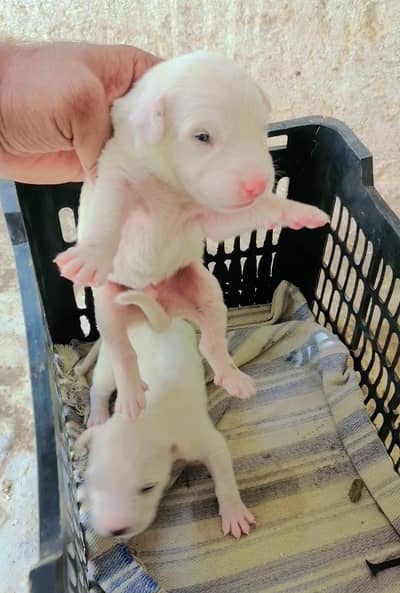 gultair pink nose pair for sale