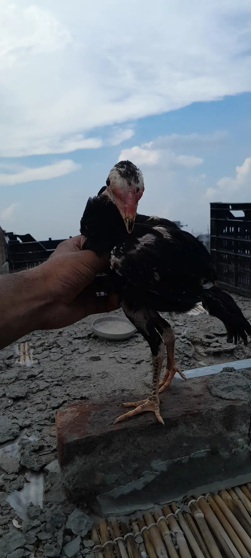 Pure Aseel Shamo Male — photo 2