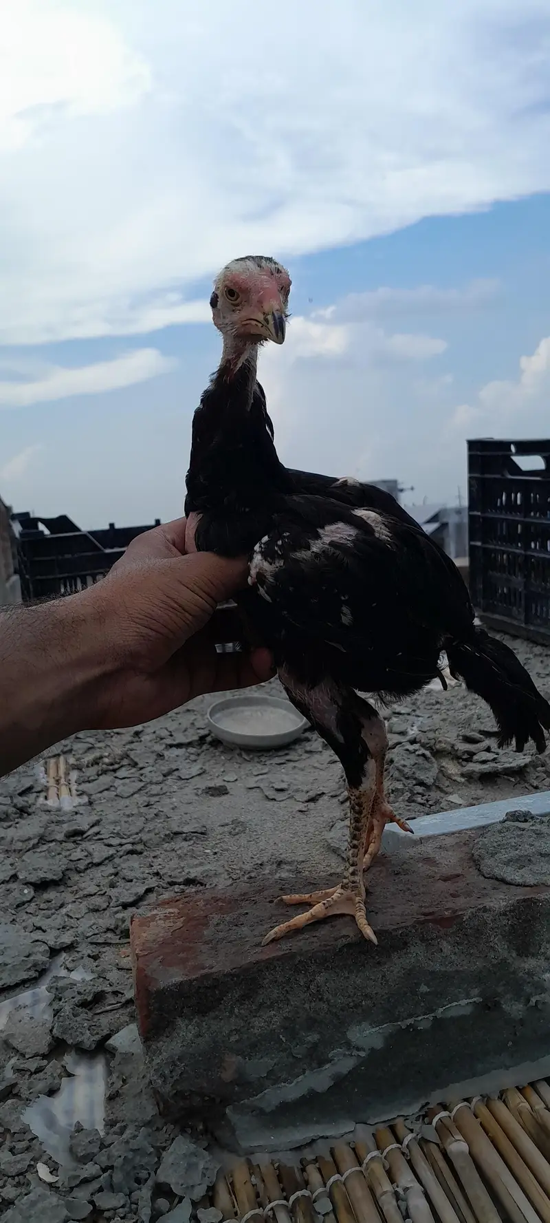 Pure Aseel Shamo Male — photo 3