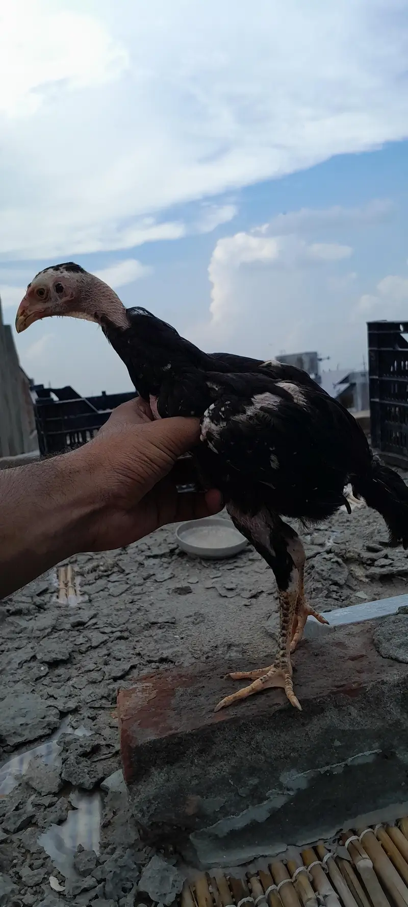 Pure Aseel Shamo Male — photo 4