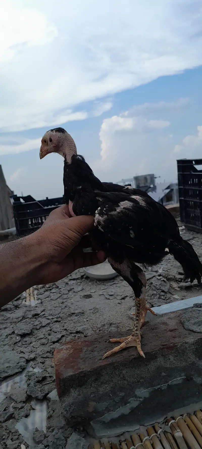 Pure Aseel Shamo Male — photo 5