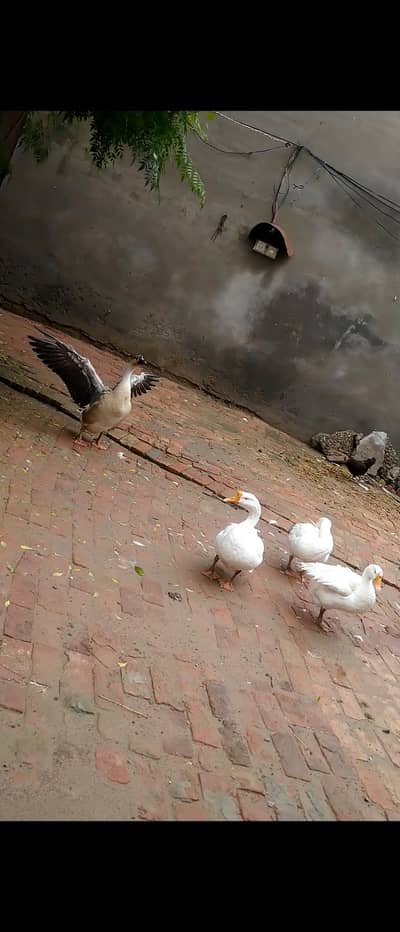 long neck duck