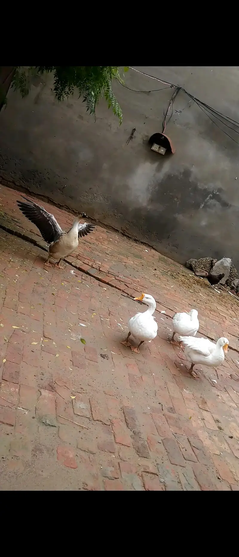 long neck duck