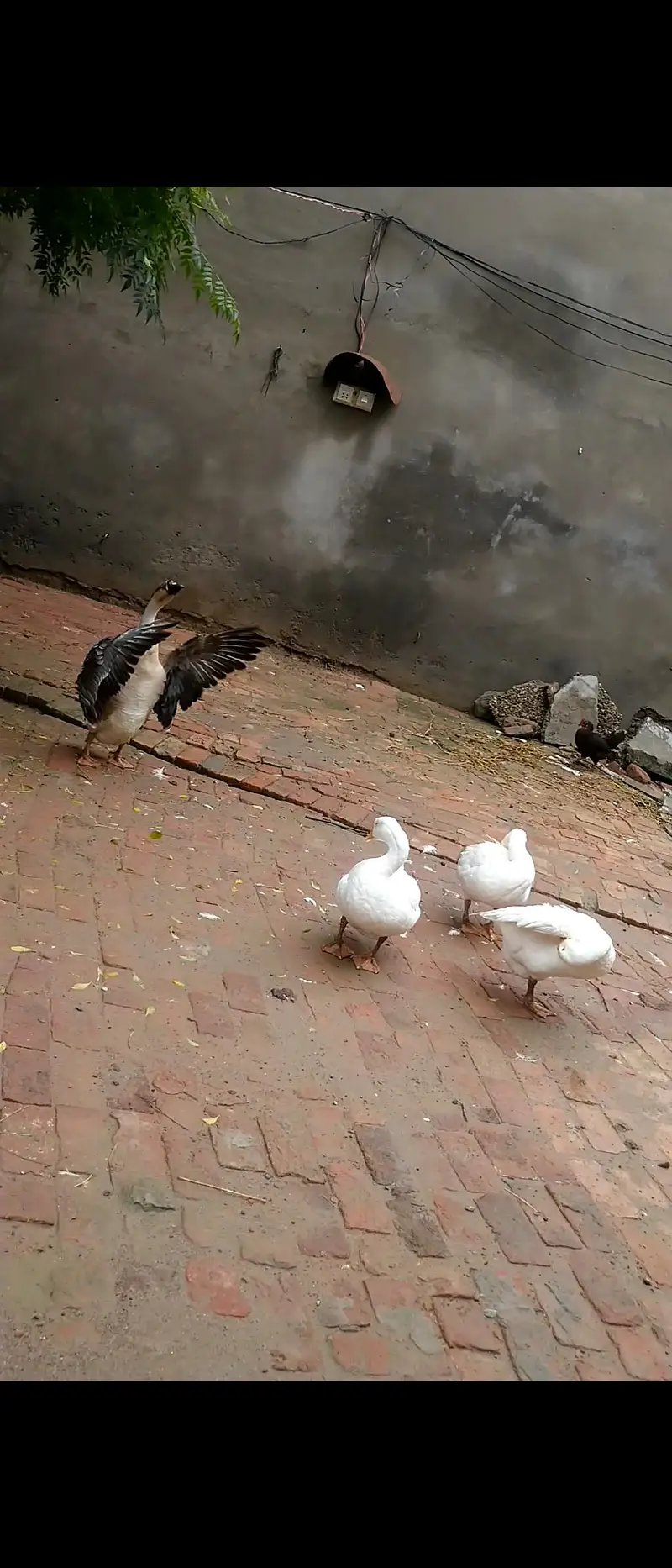 long neck duck — photo 2