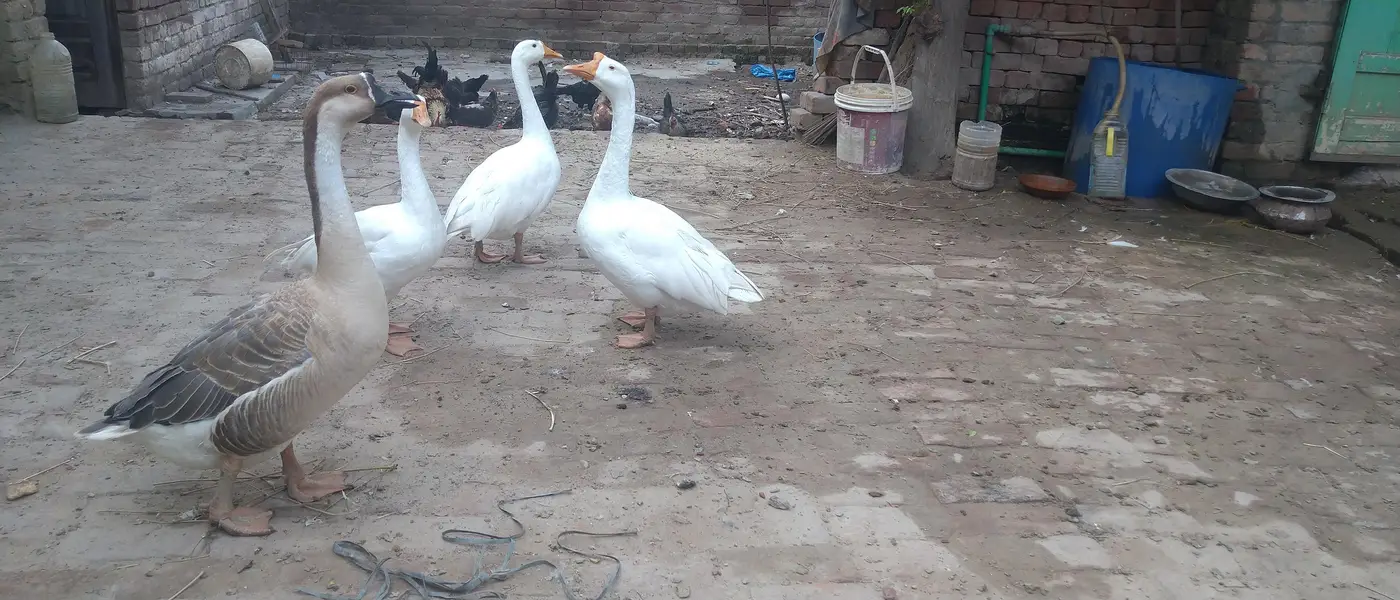 long neck duck — photo 3