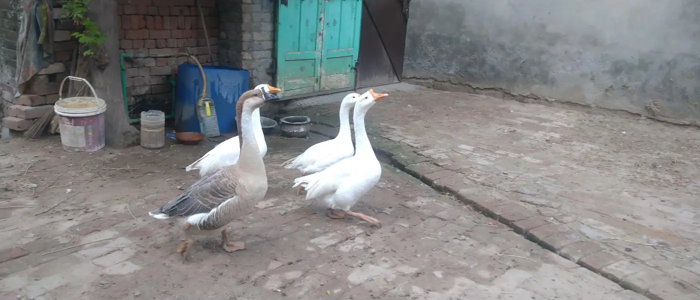 long neck duck — photo 4
