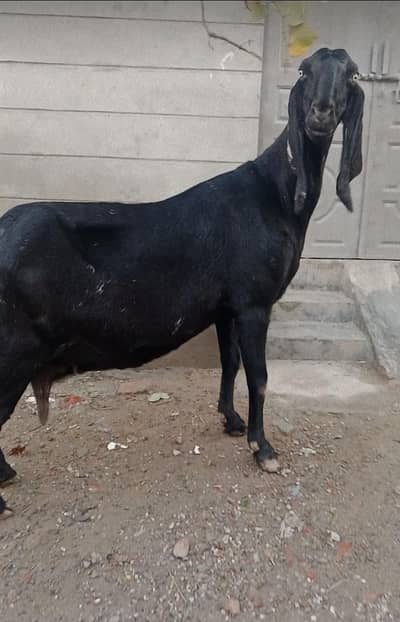 bital desy bakri fore sale 2 month crass