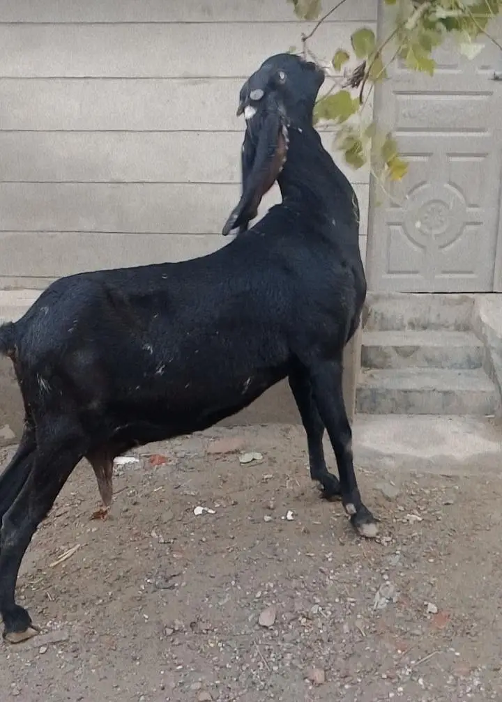 bital desy bakri fore sale 2 month crass — photo 2