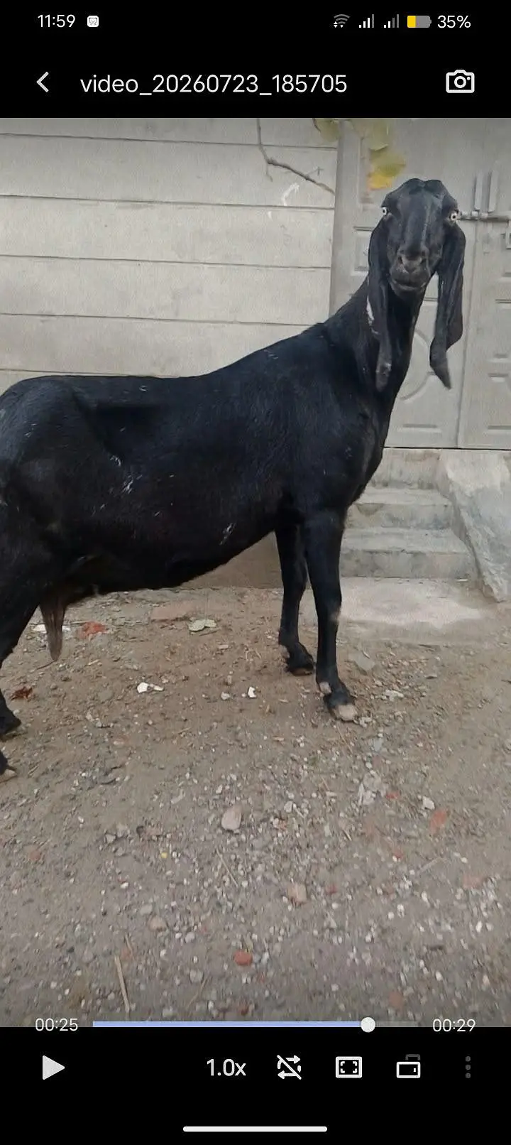 bital desy bakri fore sale 2 month crass — photo 3