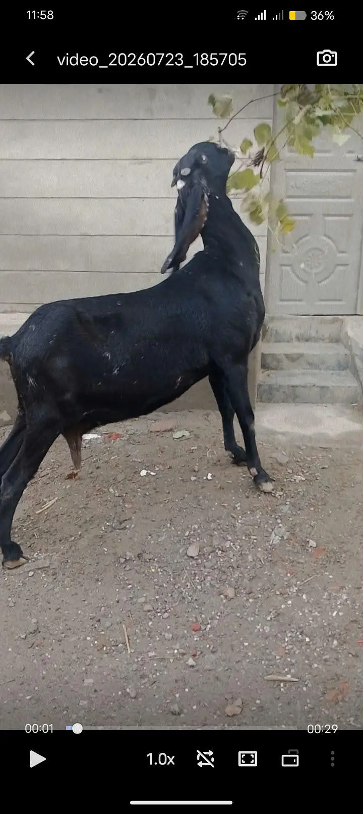 bital desy bakri fore sale 2 month crass — photo 4
