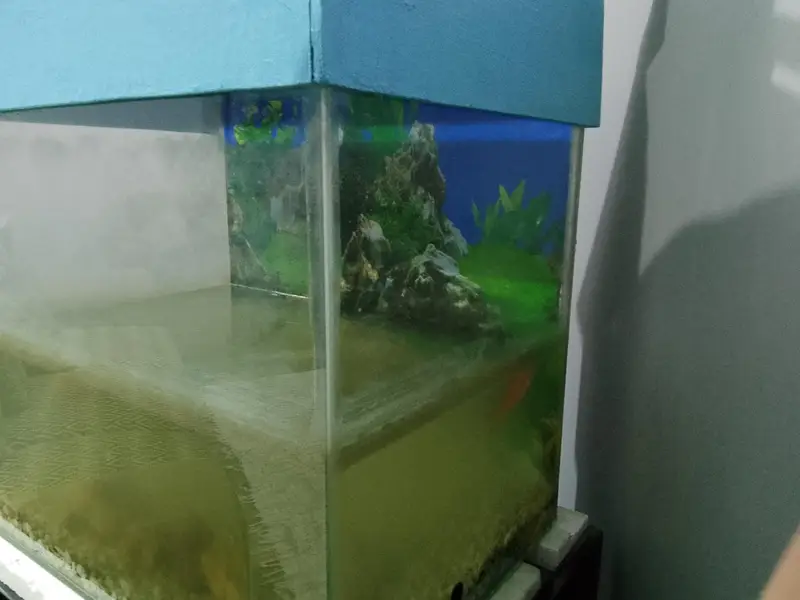 fish for sell — photo 2