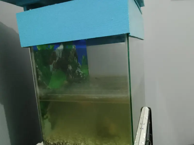 fish for sell — photo 3