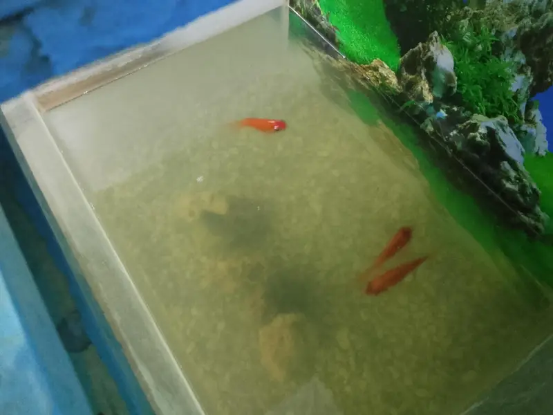 fish for sell — photo 5