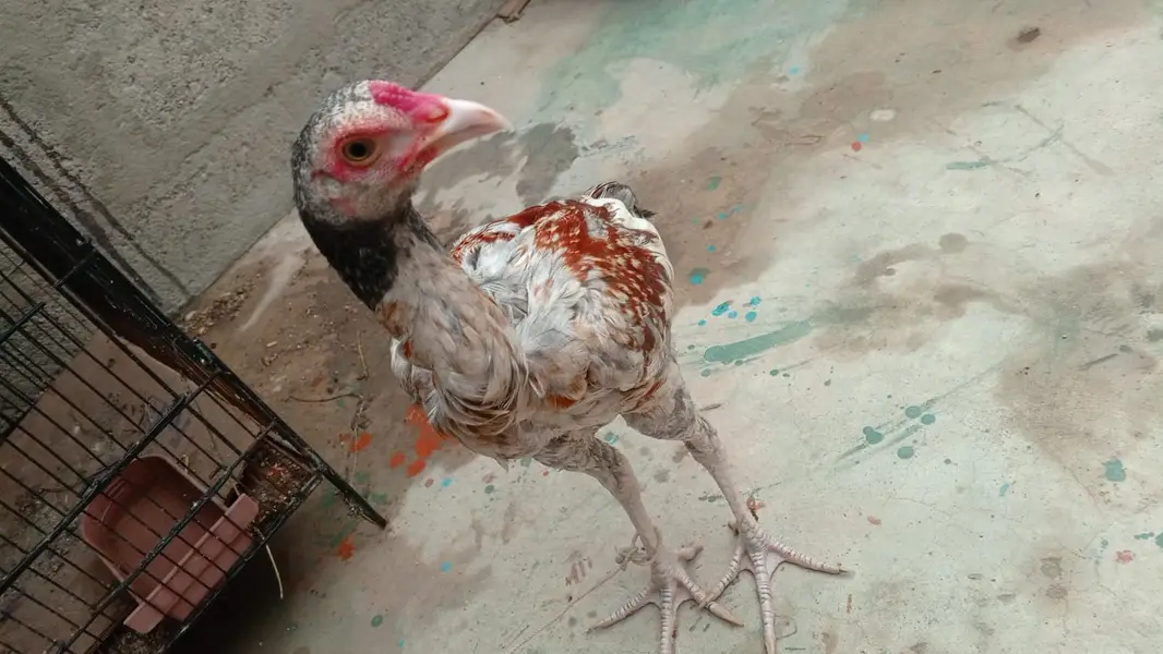 ASEEL MURGI OR MURGHA — photo 3