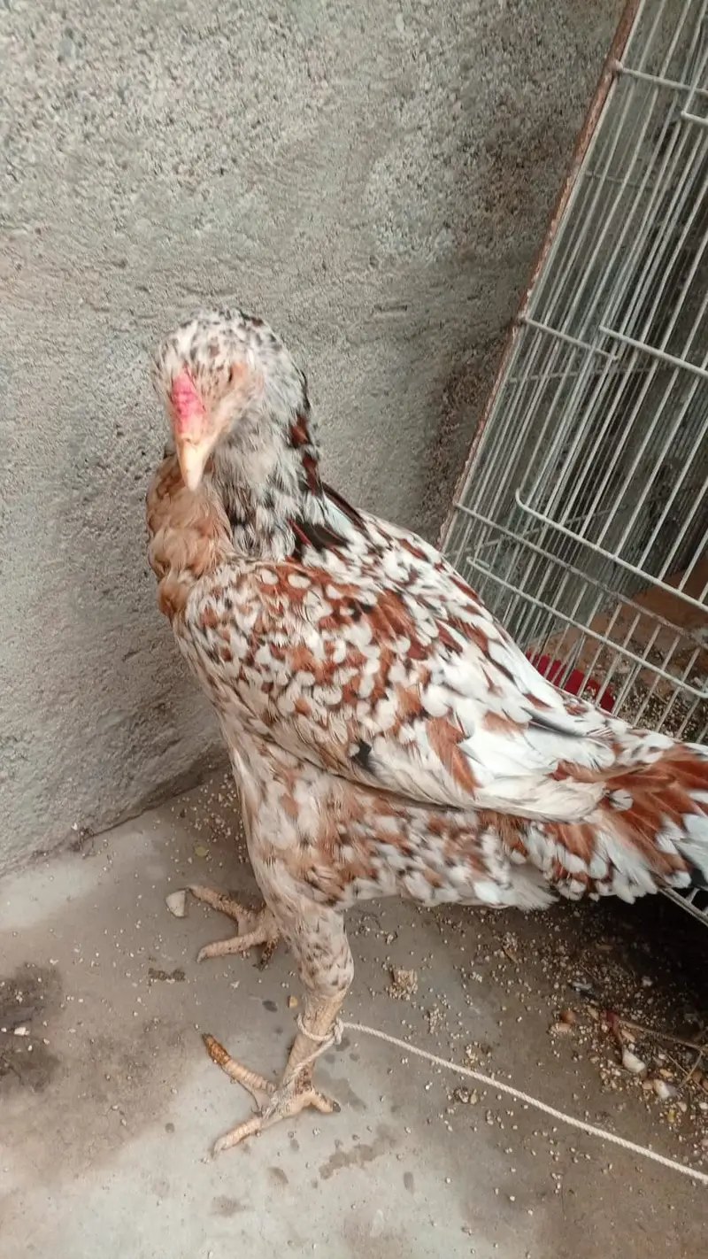 ASEEL MURGI OR MURGHA — photo 10