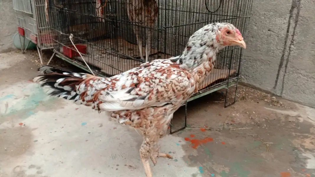 ASEEL MURGI OR MURGHA — photo 12