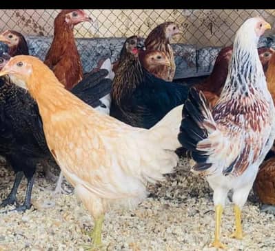 Desi hen for sale 03475864609 cntct this nmb