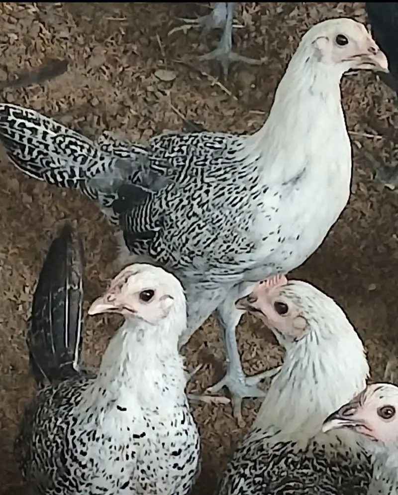Desi hen for sale 03475864609 cntct this nmb — photo 2