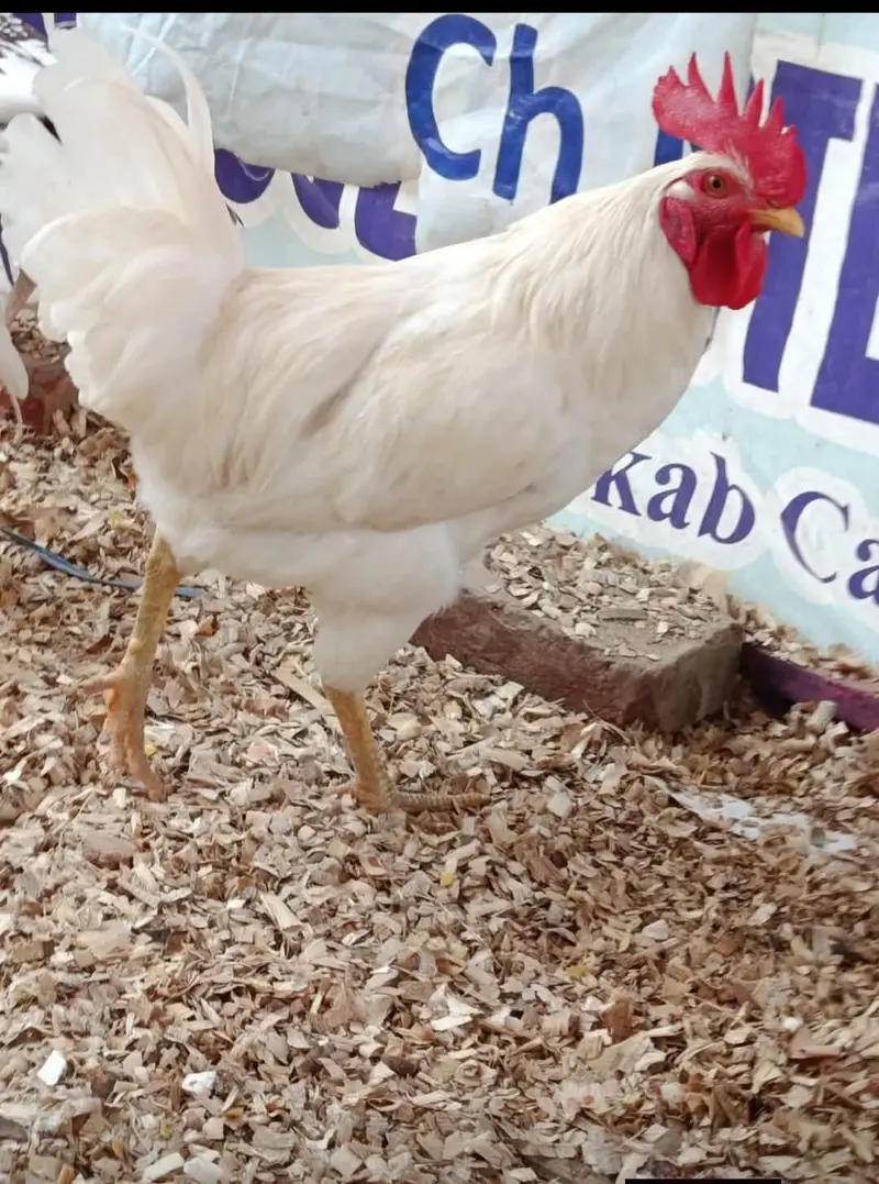Desi hen for sale 03475864609 cntct this nmb — photo 3