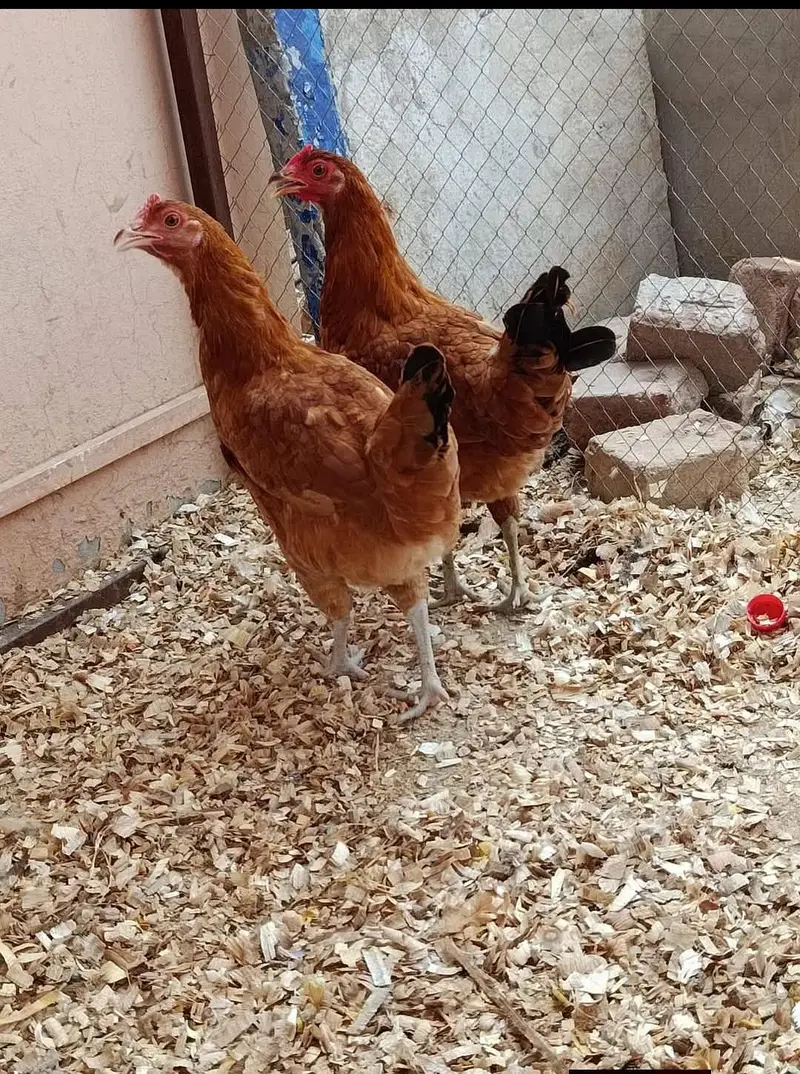 Desi hen for sale 03475864609 cntct this nmb — photo 4