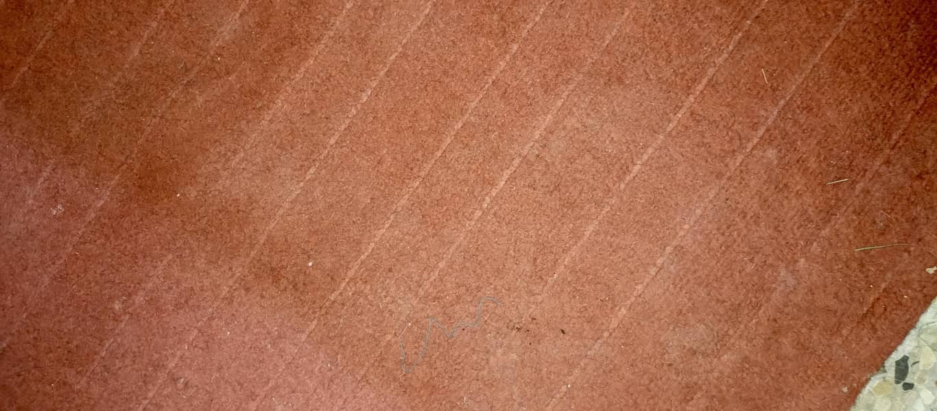 carpet 1