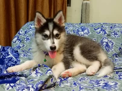 beautiful sibarian husky double coat