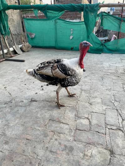 paid turkey  breeder male