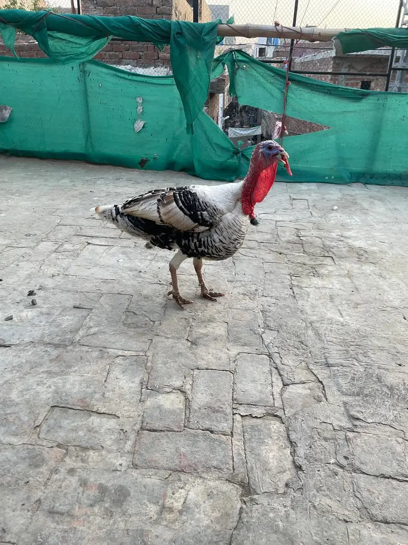 paid turkey  breeder male — photo 2