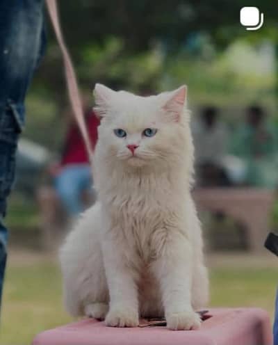missing cat